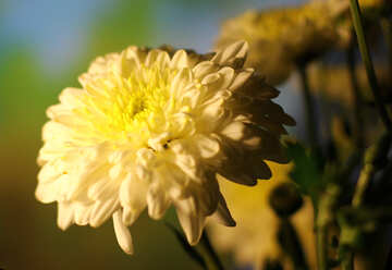 Chrysanthemum bouquet №36980
