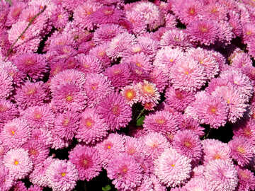 Chrysantheme auf dem desktop №36905