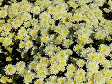 Chrysanthemum much in the picture