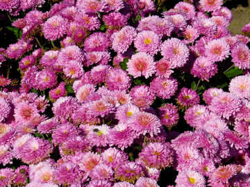 Picture of Chrysanthemum №36902