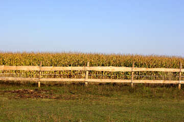 The corn field behind the fence №36641