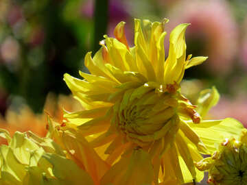 Dahlia flower №36086