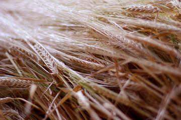 小麦の耳 №36263