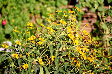 Amarelo de flor de Bush №36947