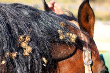 The spines of weed seeds in horse`s mane №36598