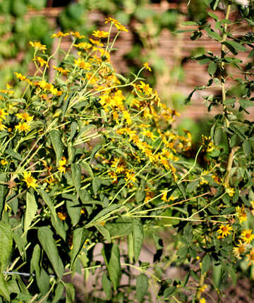 Yellow flowers №36946