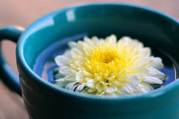 Flower in cup №36988