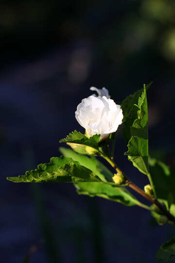 Flor de hibisco Bush №36942