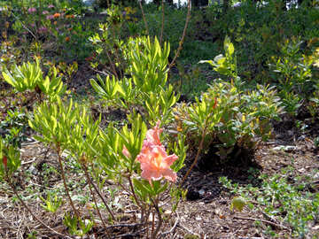 Flowering shrubs №36850