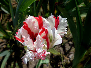 Red and white flower №36845