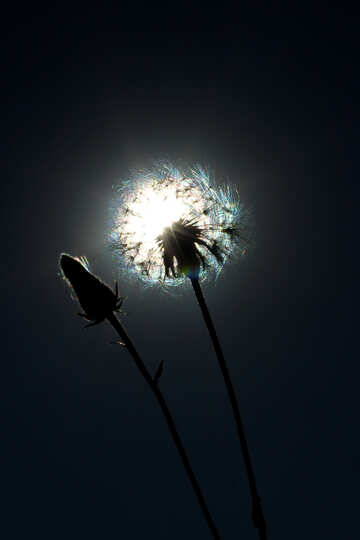 Solar flower №36971