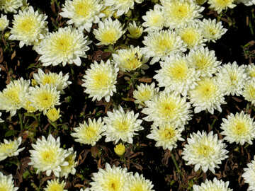Bild der Blüten von Chrysanthemum №36896