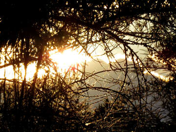 Bel tramonto nella foresta №36708