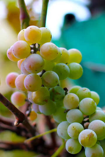Grapes №36130