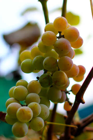Green grapes №36128