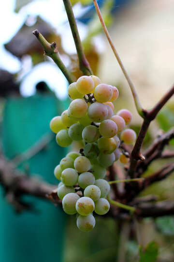 Grapes on tree №36129
