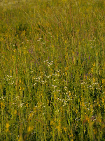 Grass flowers №36714