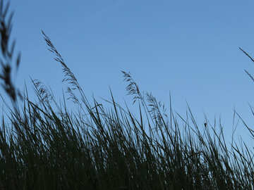 Grass on the sky background №36702