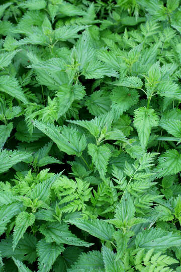 Thickets of nettle №36813