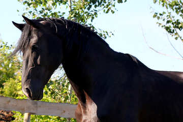 Horse №36647