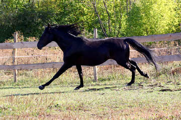 Horse running №36650