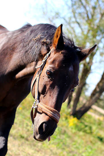 Horse muzzle №36600