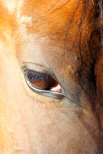 Olho de cavalo №36581