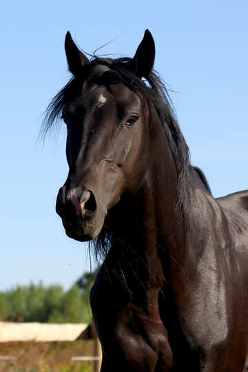 Beautiful horse №36662