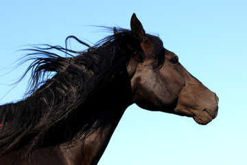 Black Horse-Porträt №36657