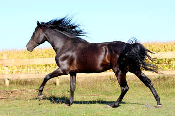 Ukrainische Pferd №36668