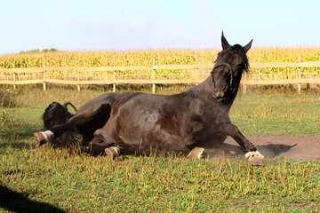 horse lying №36618