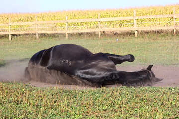 Horse lying on the ground №36625
