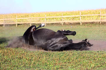 Horse lying on the ground №36626