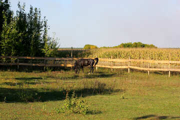 Horse farm №36601