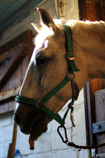 Horse muzzle №36593