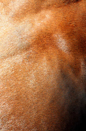 Textura del pelo de caballo №36584