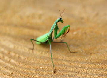 El insecto mantis religiosa №36117
