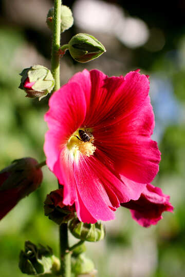 Flor con insectos №36926