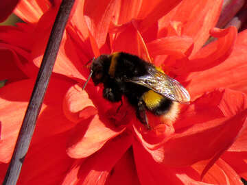 Bumblebee №36081