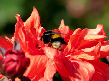 Bumblebee in red flower №36083
