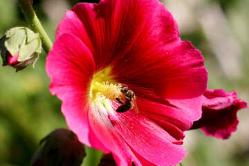 Biene auf Blume №36922