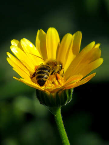 Flor amarilla con abeja №36998