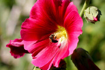 アオイ科の植物の蜂 №36923
