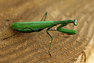 Mantis coarsely №36112