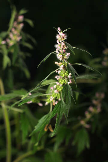 Medicinal herbs №36222