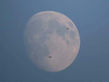 Bird and moon №36674