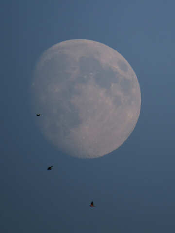 Птахи на тлі місяця №36675