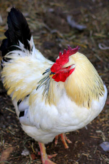 Beautiful rooster №36788