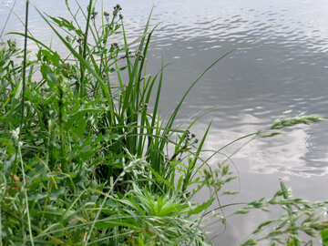 Plantes sur les rives du cours d`eau №36764