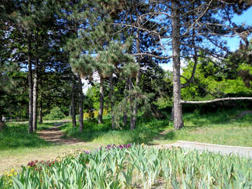 Jardin de la fleur dans le parc №36847